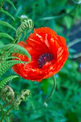 Mohn11