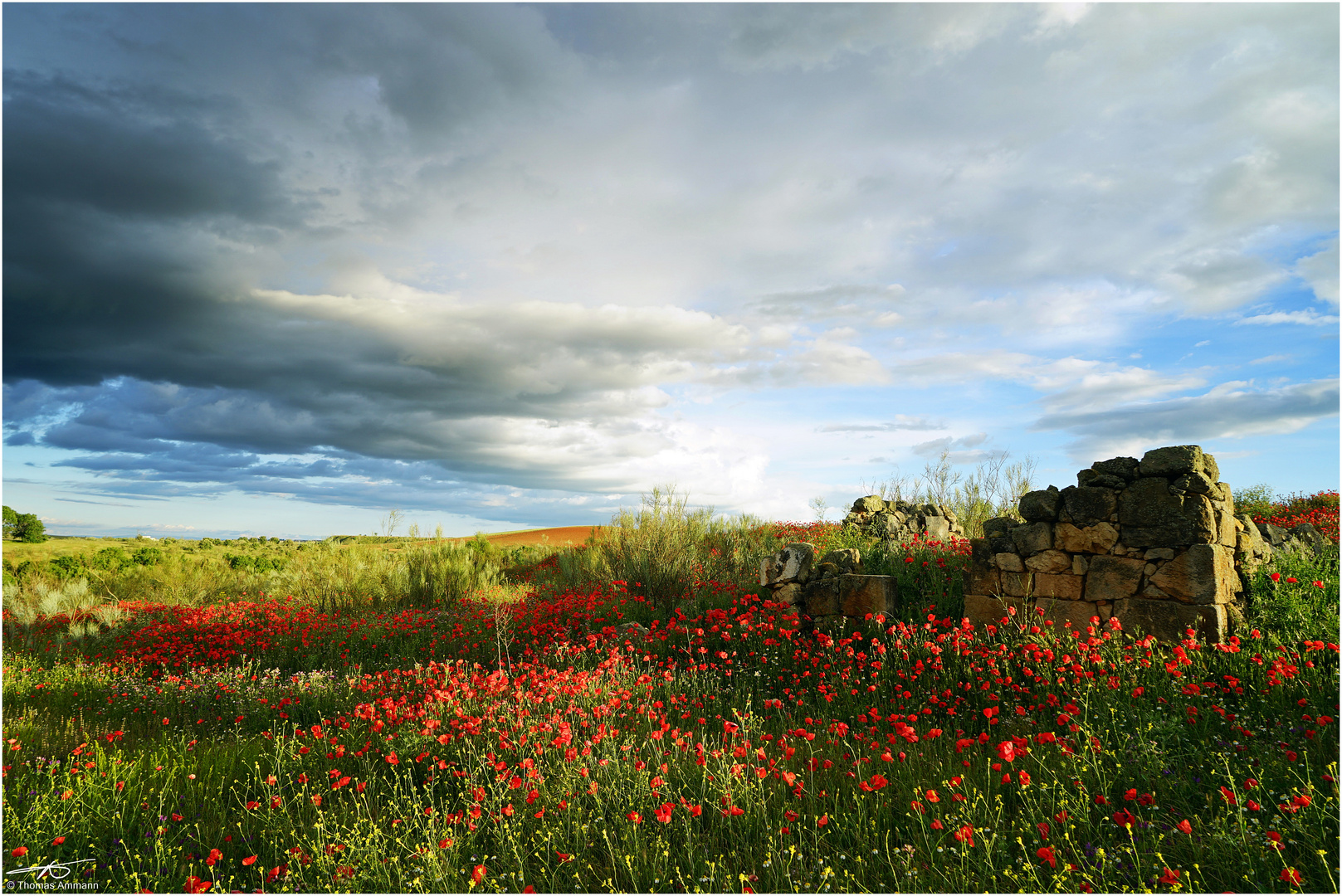 Mohn#1_180606