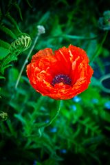 Mohn12