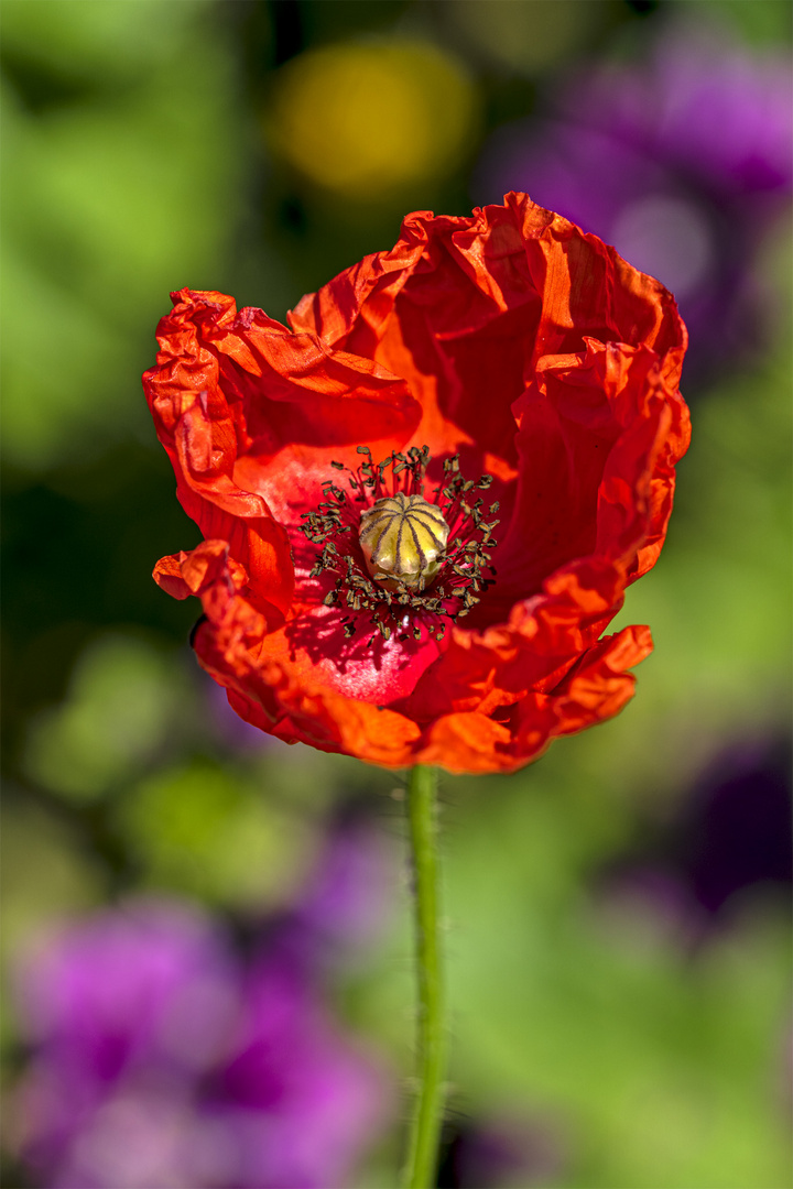 Mohn_12