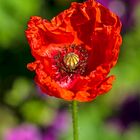 Mohn_12