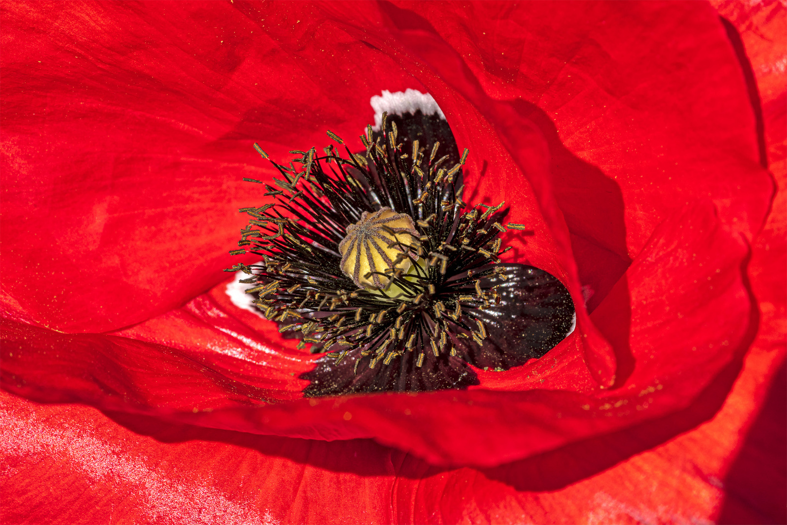 Mohn_15