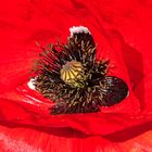 Mohn_15