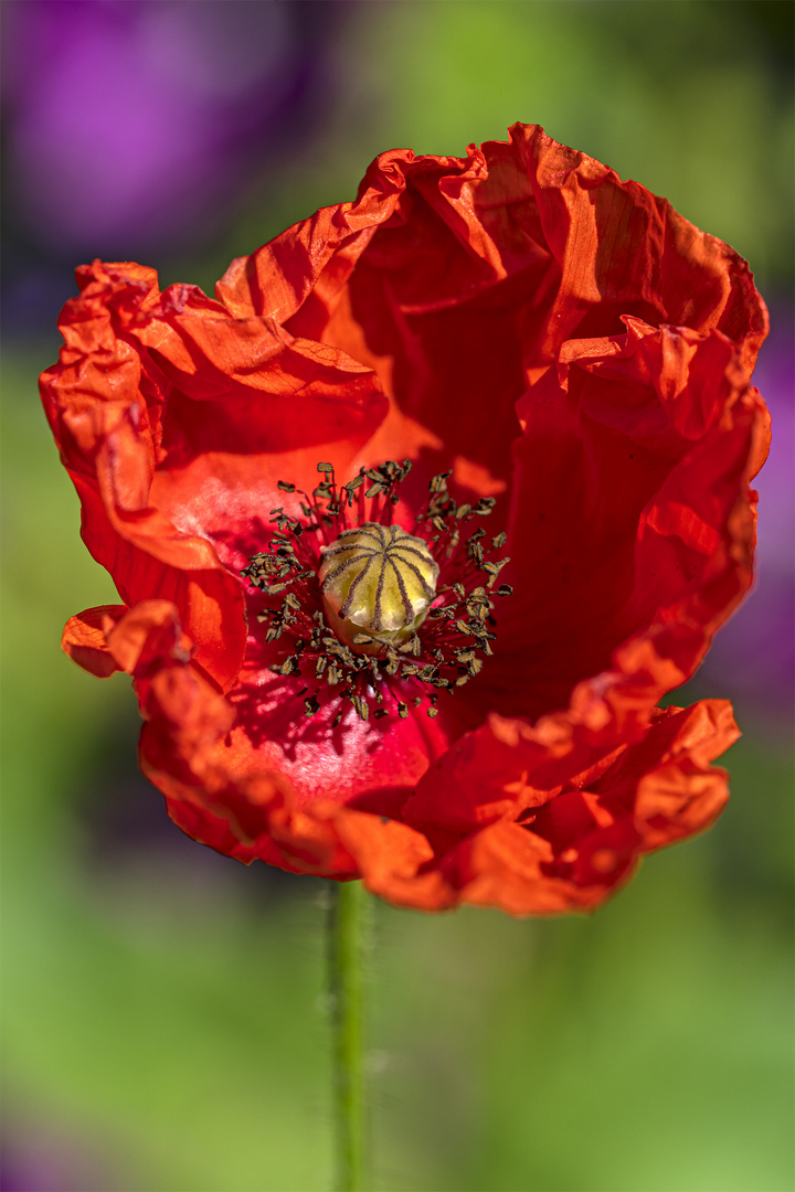 Mohn_16