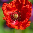 Mohn_16