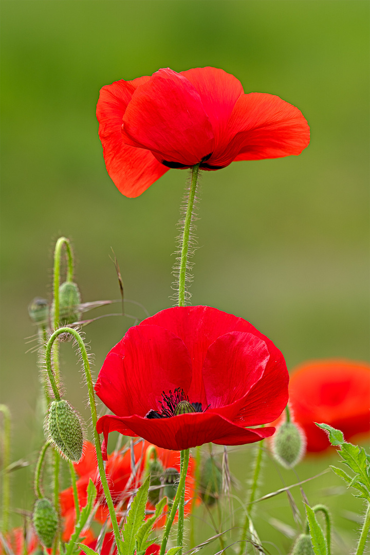 Mohn_17