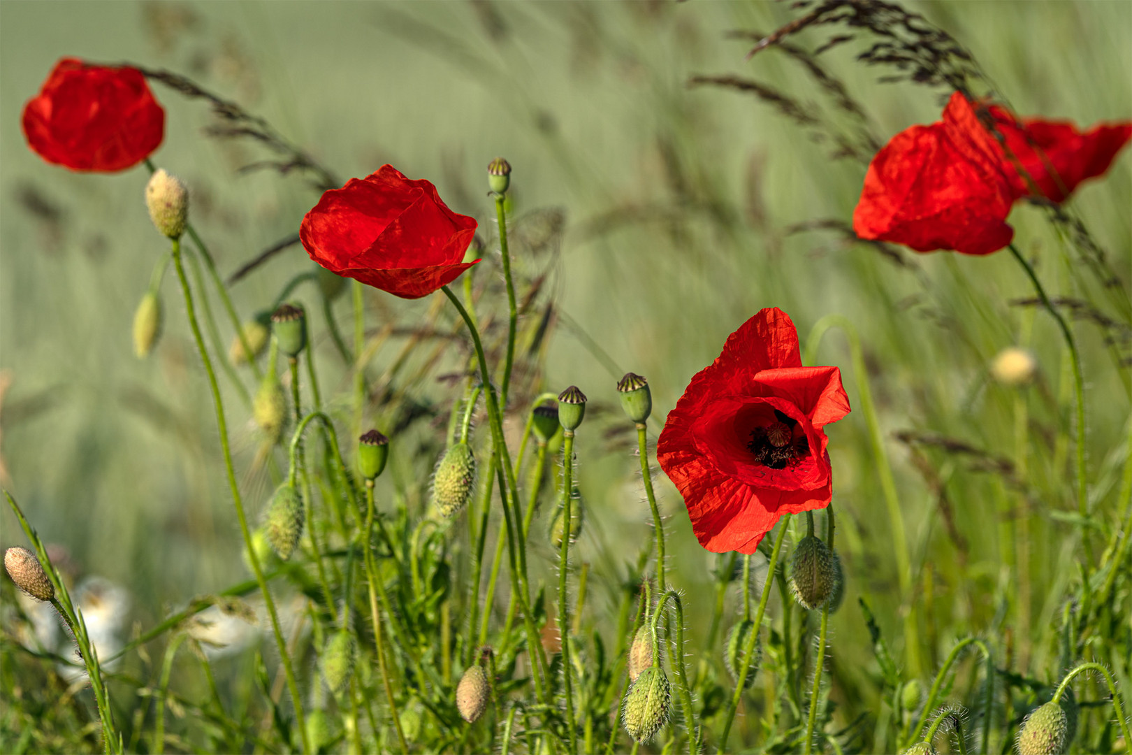 Mohn_18