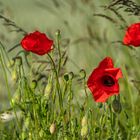 Mohn_18