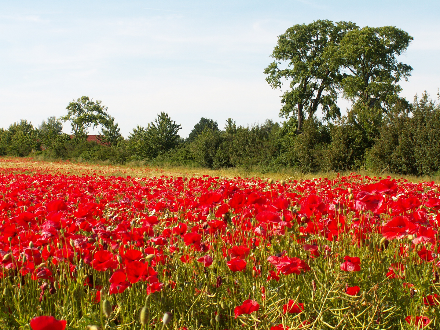 mohn2