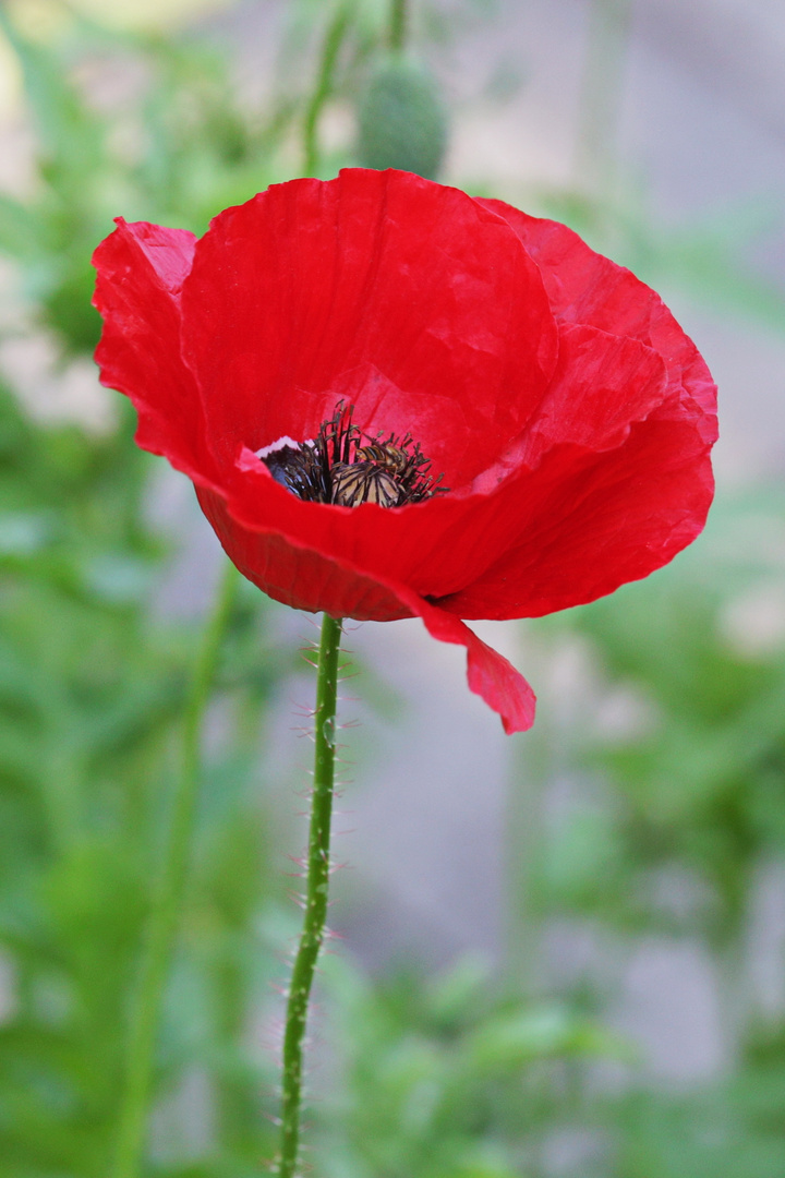 Mohn2