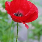 Mohn2