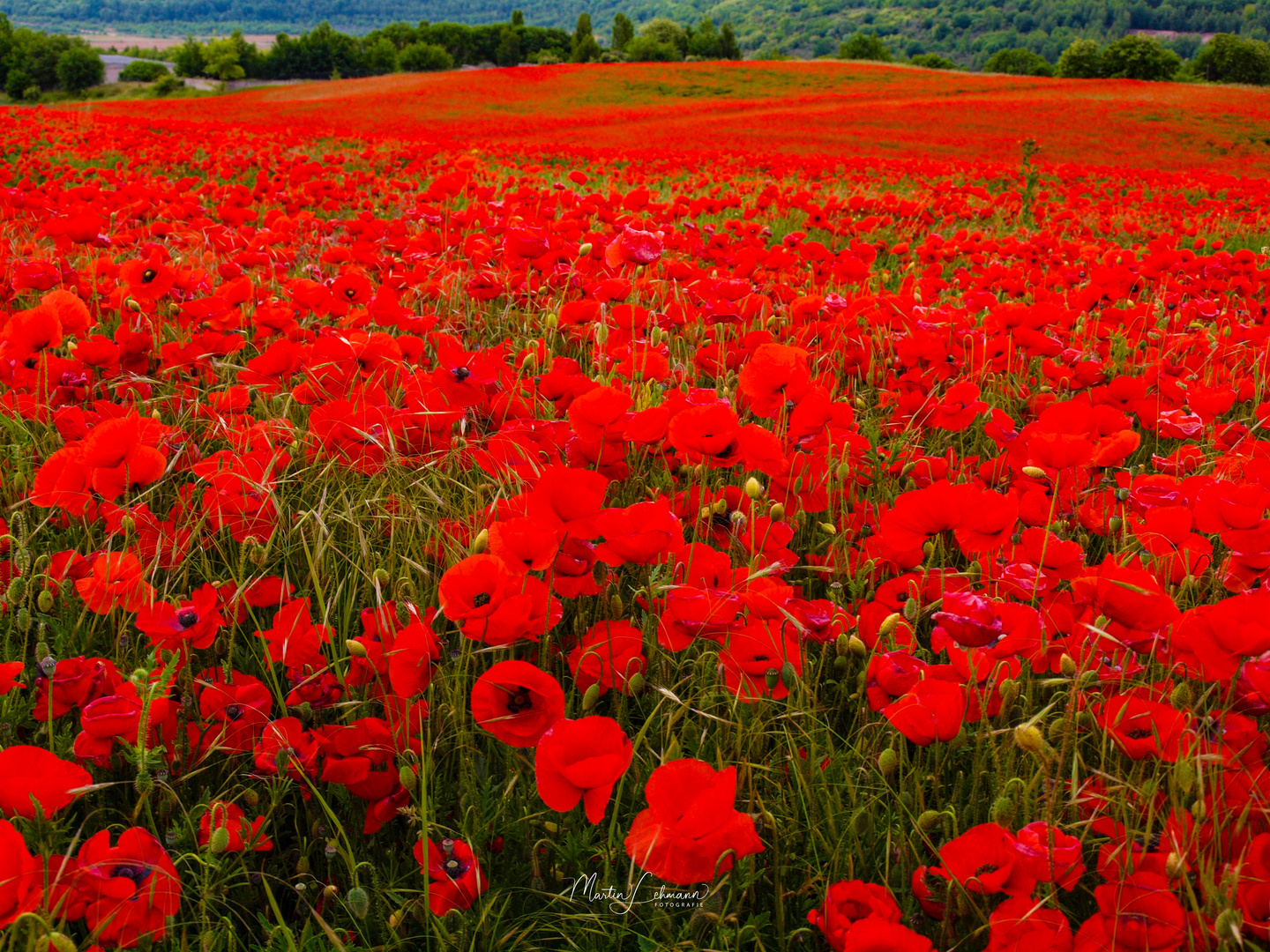 mohn#2