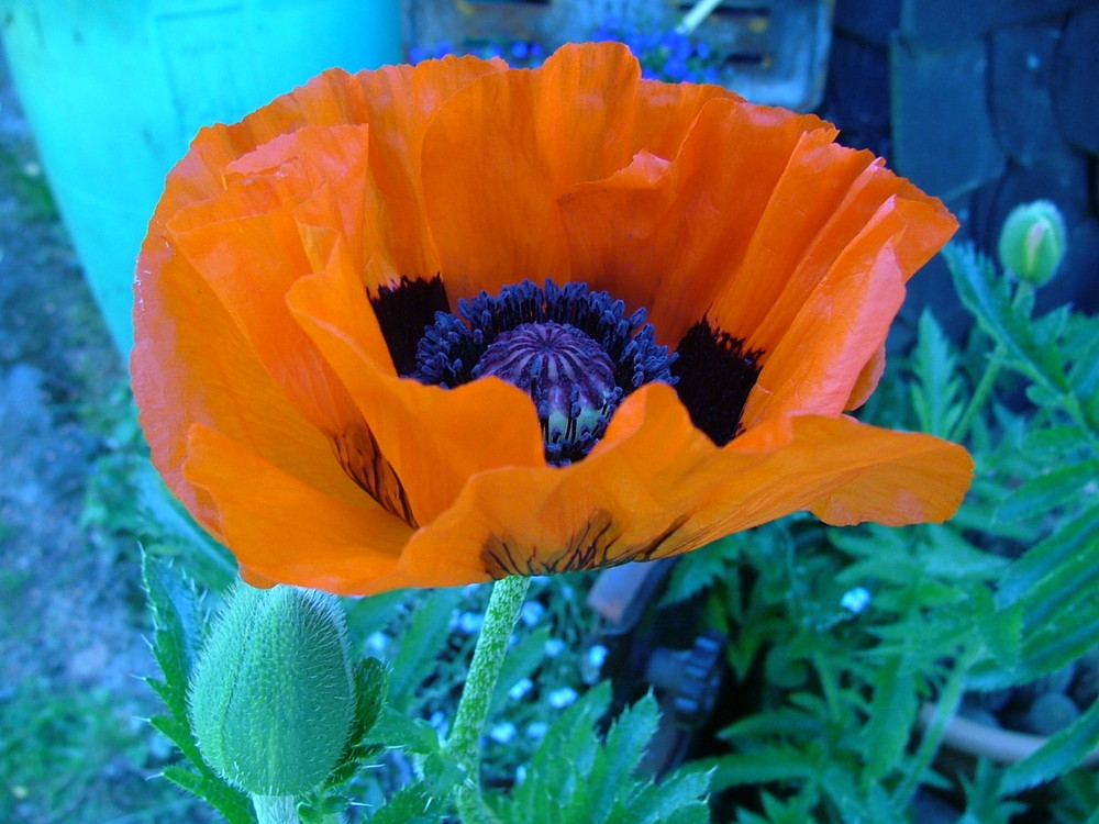 Mohn2