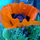 Mohn2