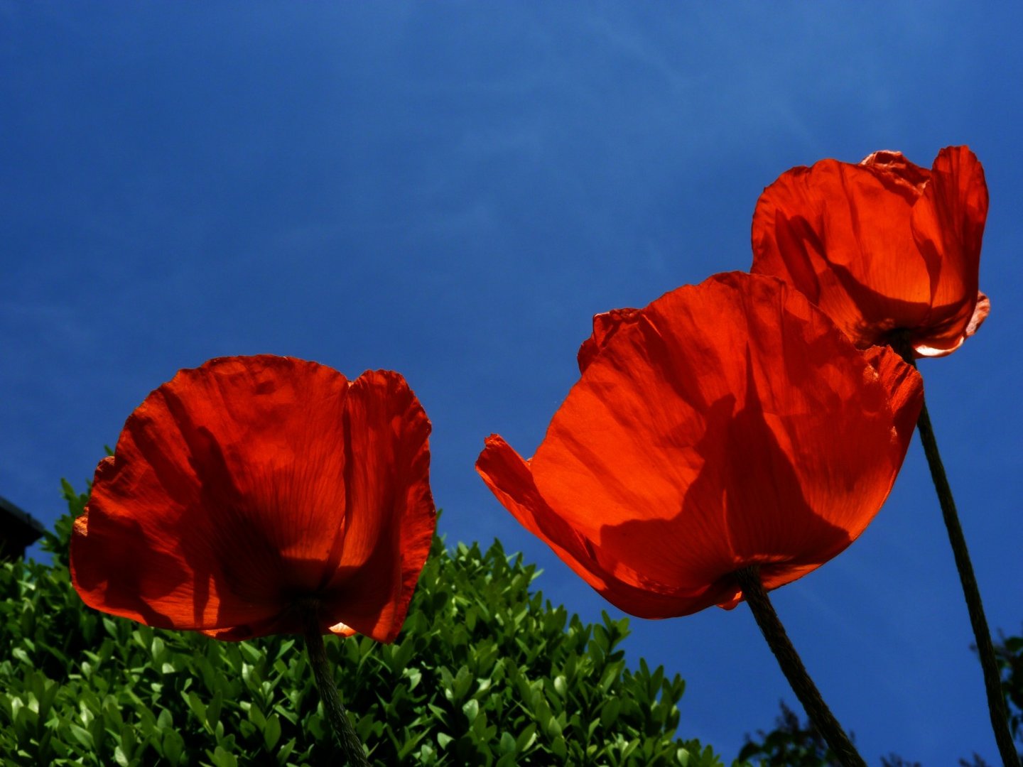 Mohn2