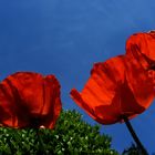 Mohn2