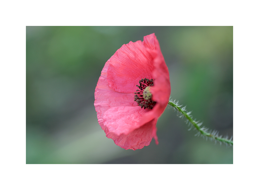 Mohn..2.