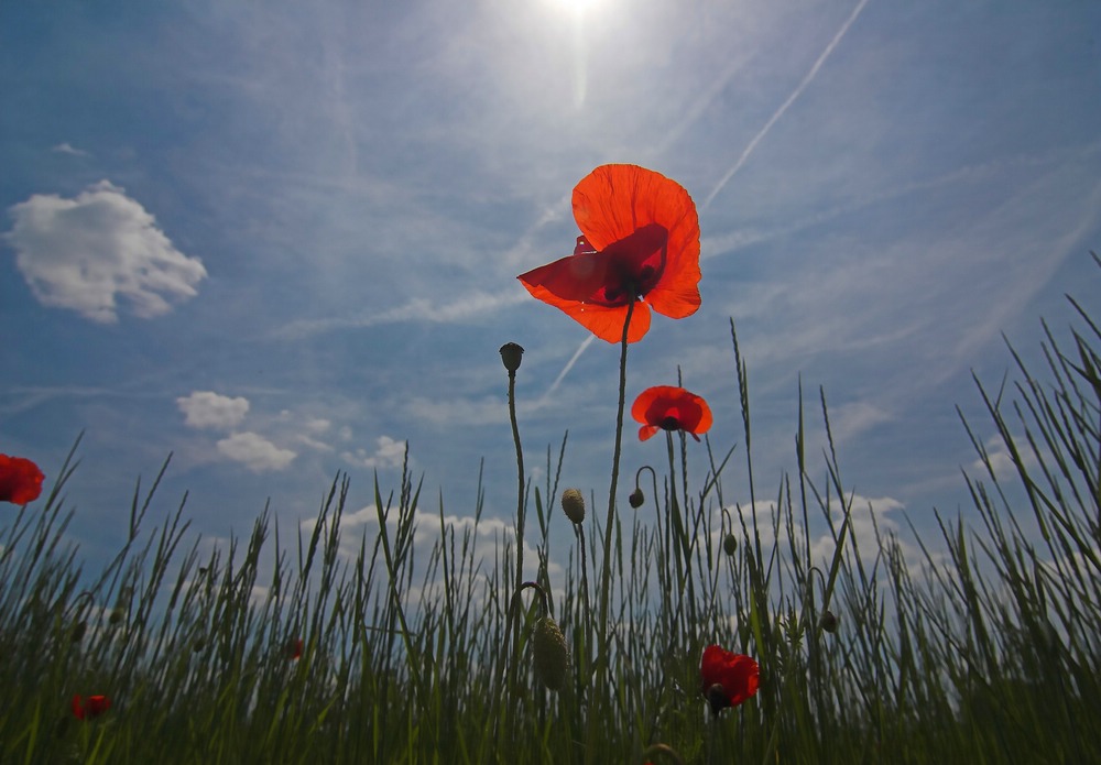 Mohn2