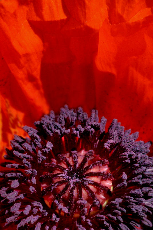 mohn#2