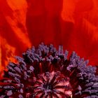 mohn#2