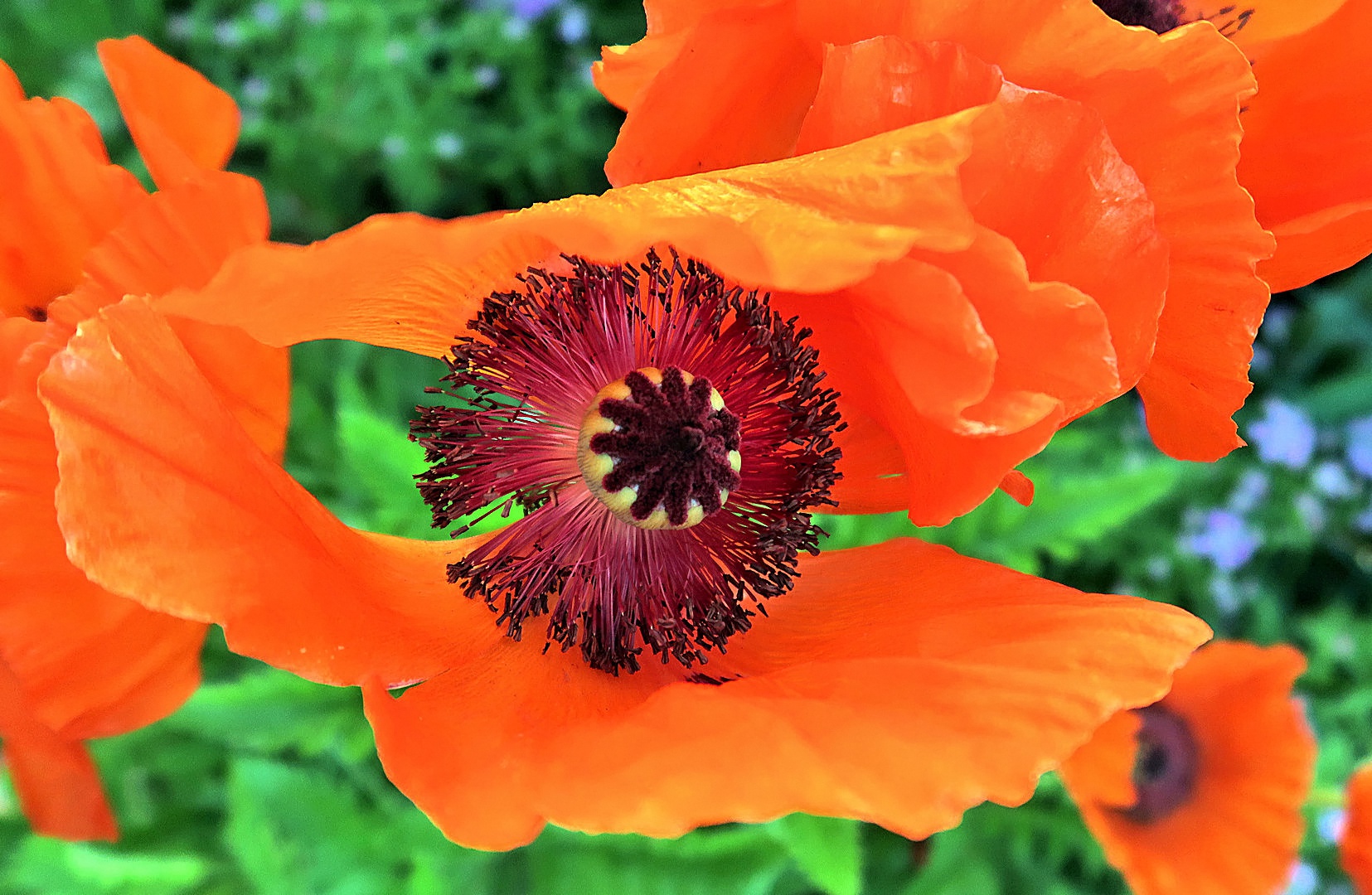 Mohn_2