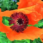 Mohn_2