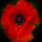 Mohn2