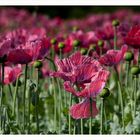 Mohn_2