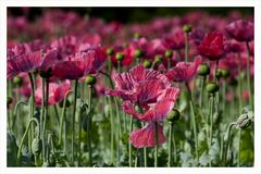 Mohn_2