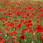 Mohn_2