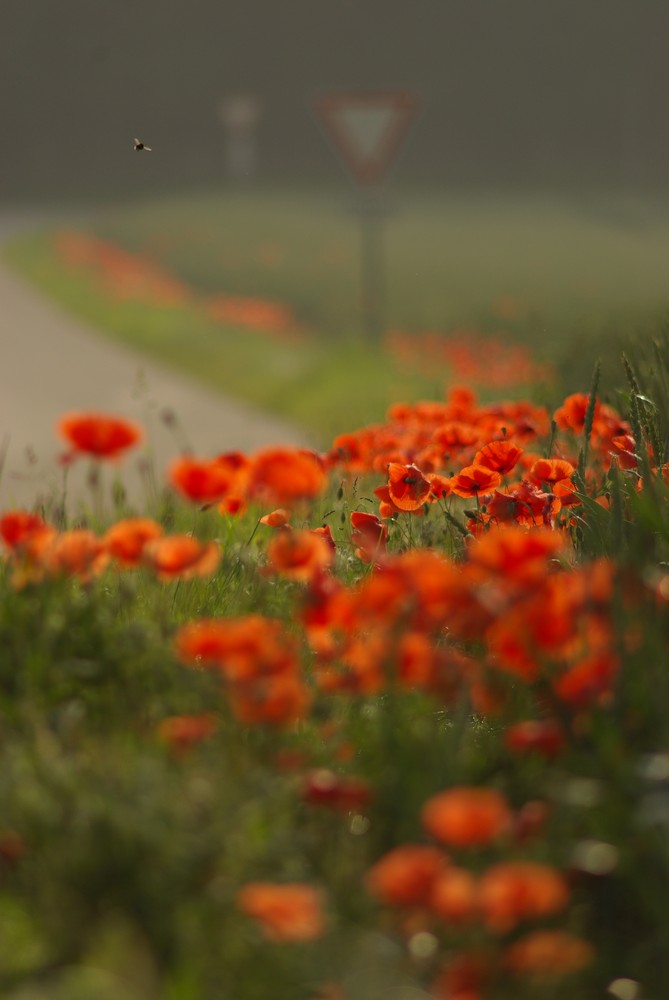 Mohn_2