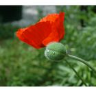 Mohn2