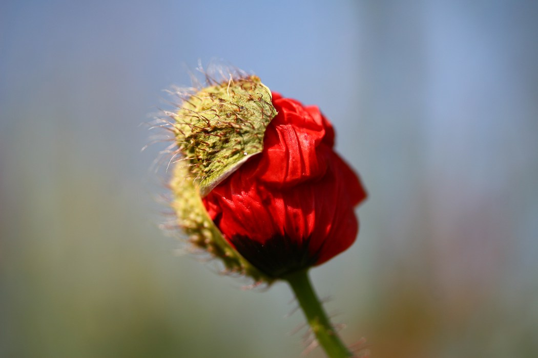 Mohn2