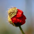 Mohn2