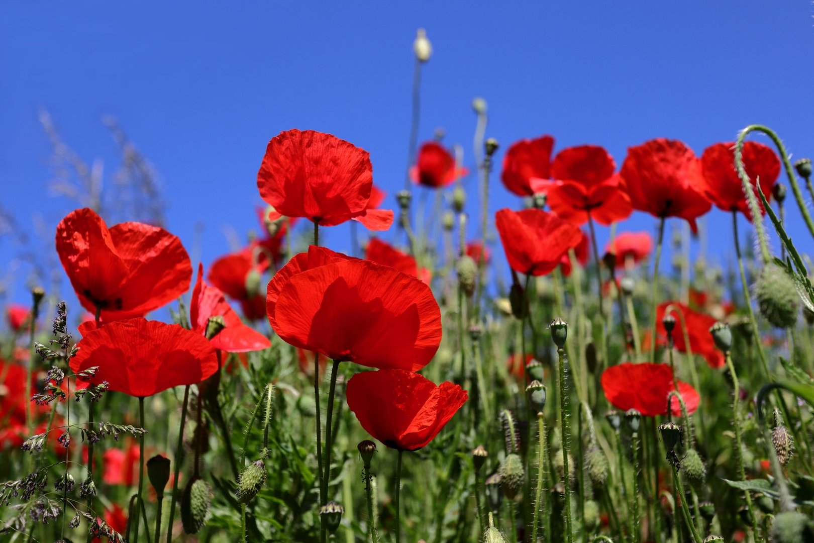 Mohn_2