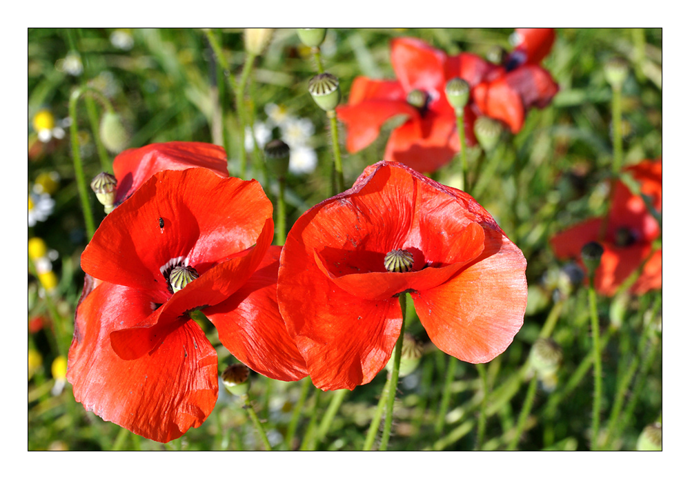 Mohn2