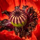 Mohn_2