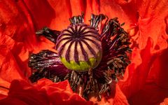 Mohn_2