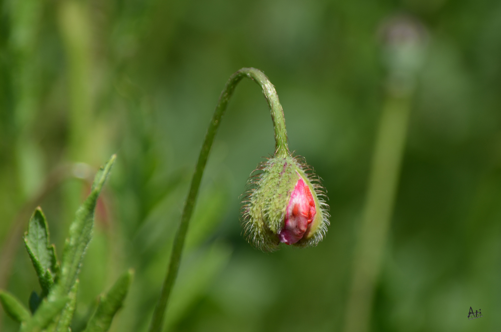 Mohn2