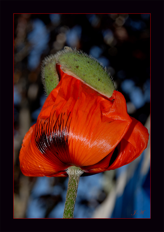 Mohn#2