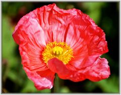 Mohn_2