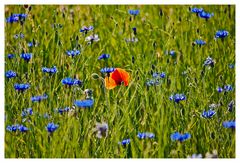 Mohn2