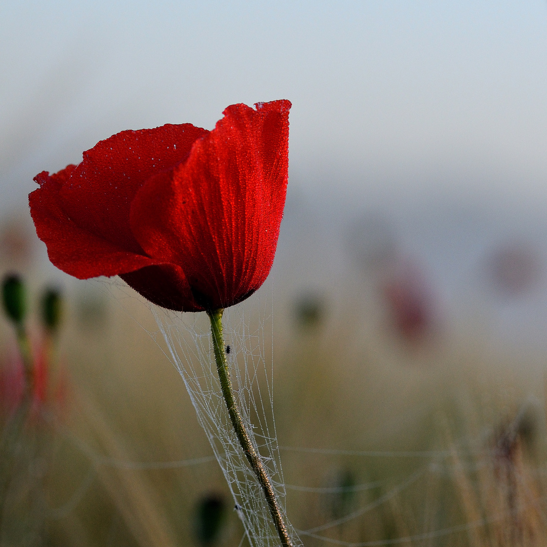 Mohn_200612_060626