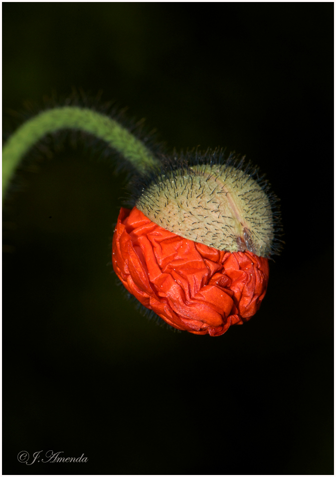 ...Mohn...2009