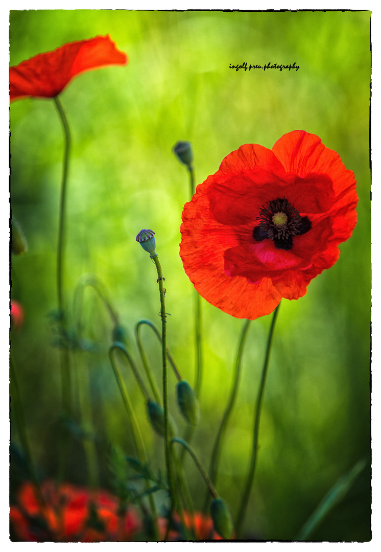 Mohn2016