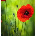 Mohn2016