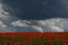 mohn_249