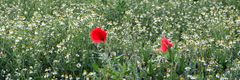 mohn3