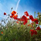 Mohn3