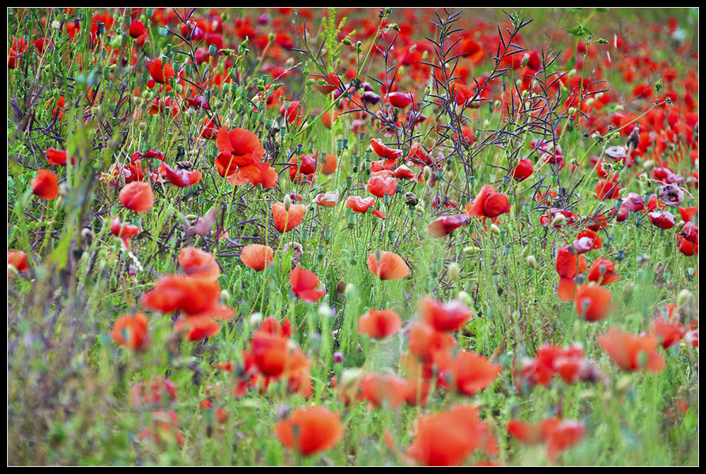 .Mohn3.